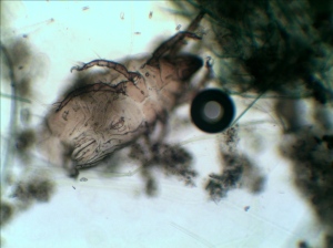Dust Mite in Aquarium
