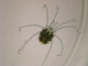Water Mite at 40X