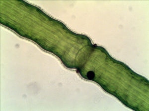 Unidentified Filamentous Algae