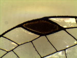 Part of damselfly forewing