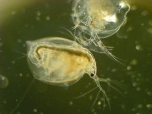 This Daphnia shell is finally came off.