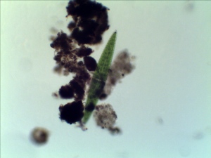 Diatom (Navicula sp.)