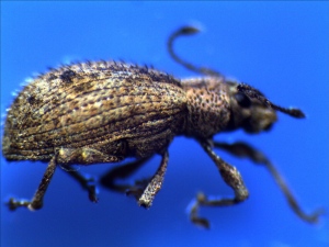 Garden Weevil (listroderes difficilis)