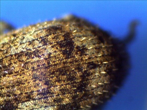 The Elytra of Garden Weevil