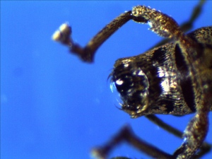 Mouth part of a gerden weevil