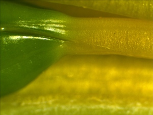 The Ovary of Daylily Flower