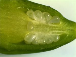 The Ovary of Daylily Flower