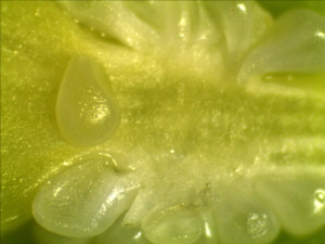 Enlarge View of Daylily Seeds in the Ovary