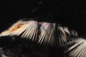 Methylene blue under polarized light microscope