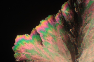 White sugar crystal under polarized light microscope