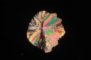White Sugar Crystal under Polarized Light Microscope